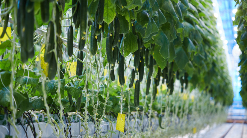 Őrület: ki nem találnád, hogyan termesztettek uborkát a hollandok