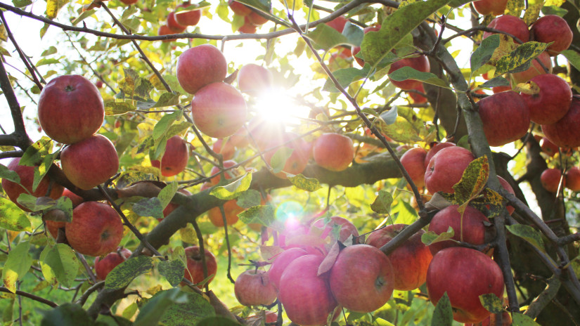 Veszélyben az osztrák almatermelés: sürgős lépésekre van szükség