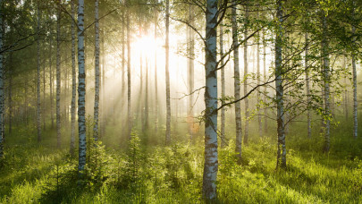Elképesztő felfedezést tettek a kutatók az európai erdőkkel kapcsolatban