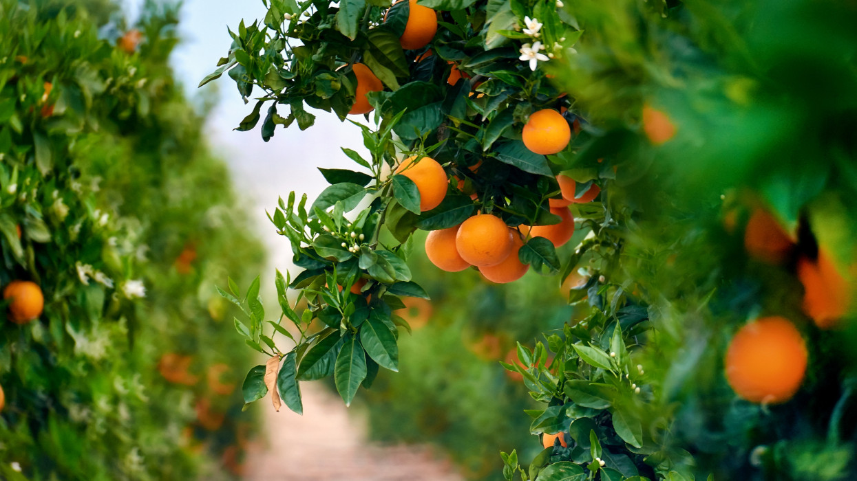 Gondok vannak a spanyoloknál: idén a tavalyinál is kevesebb narancs lehet