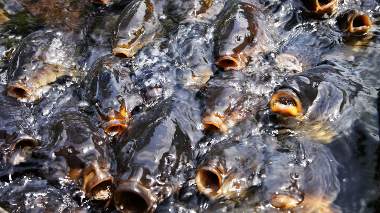 Rengeteg ilyen hal került a Balatonba: ezt jobb, ha mindenki tudja