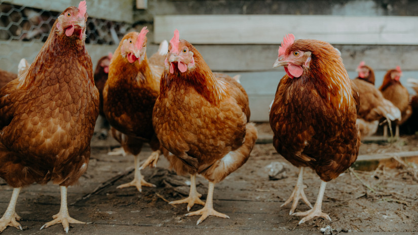 1500 illegálisan tartott csirkét talált a Nébih: hihetetlen, hol bukkantak rájuk