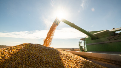 Rekord mennyiségű kukorica teremhet idén: itt a friss előrejelzés