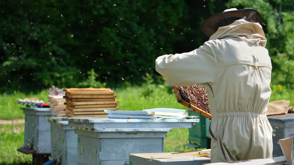 Ellepte a hamis méz Európát: ilyen címkével adják el a boltokban