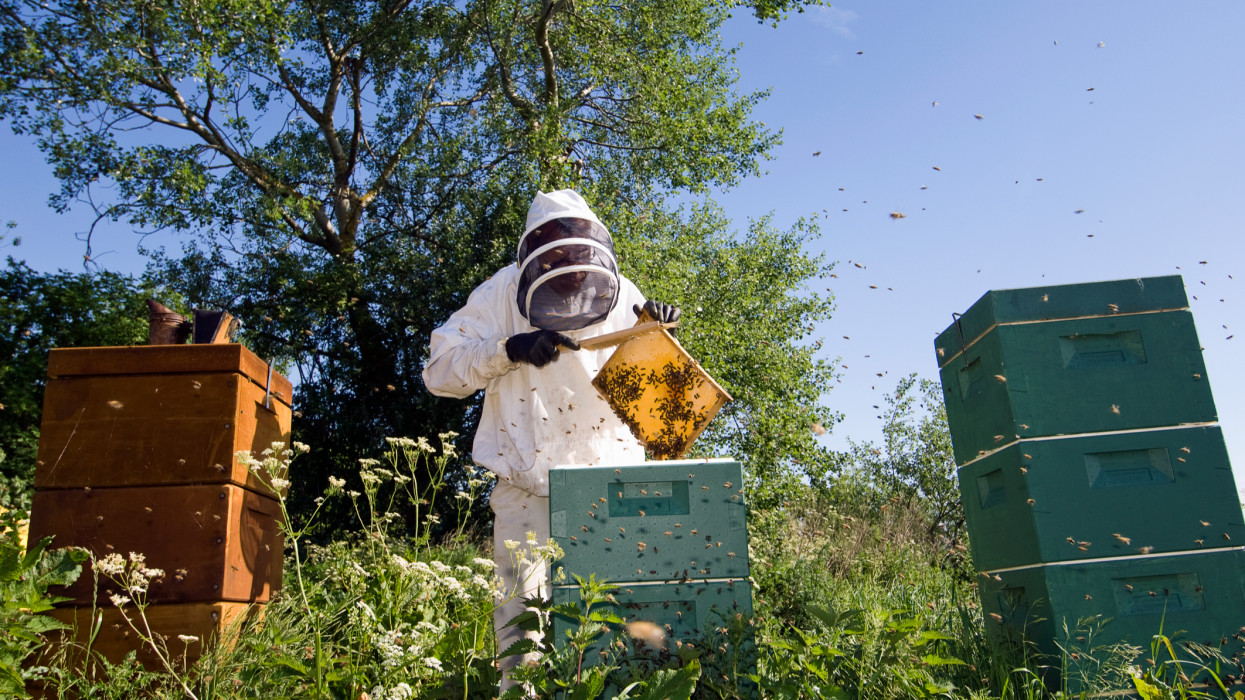 Ömlik a hamis méz Európába: nem lehet megállítani a bejutását