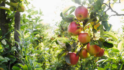 Egyre többen ültetnek ilyen gyümölcsöket Hollandiában: hódít az új őrület