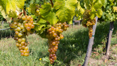 Ijesztő, ami a magyar szőlővel történik: súlyos hírek érkeztek