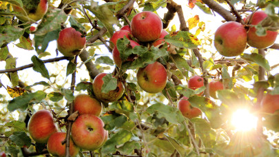 Érik az almakrízis a horvátoknál: tele vannak a helyi boltok ilyen gyümölccsel