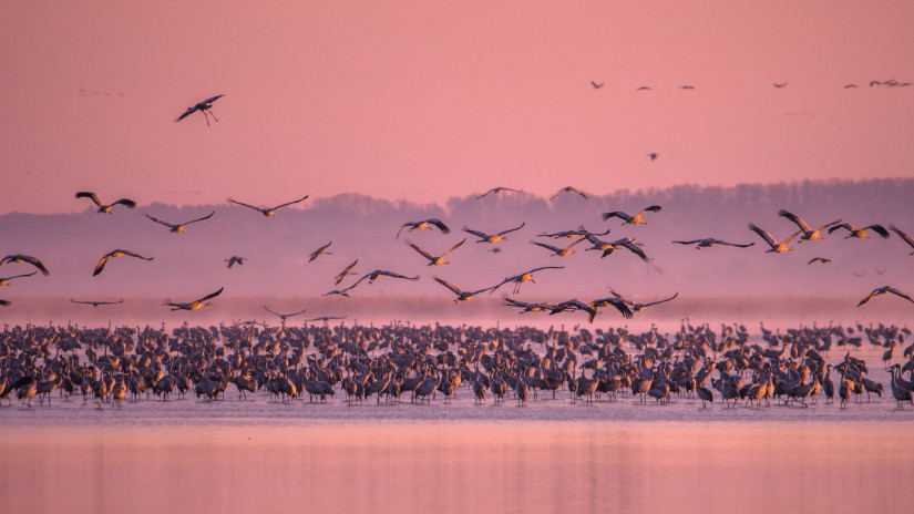 Ilyet még nem láttál: több tízezer madár lepte el a hortobágyi pusztát