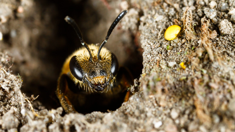 Méhesházakban kínálnak gyógymódot súlyos betegségekre itthon