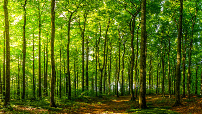 Az erdő a legjobb fegyver a klímaválság ellen