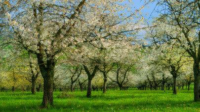 Ijesztő, amit az időjárás a cseresznyefákkal művelt Olaszországban