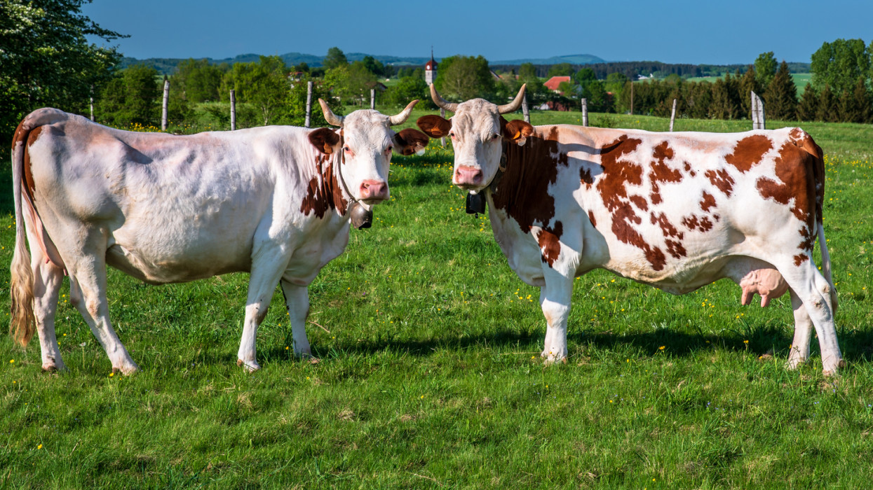 Veszett szarvasmarhát találtak Magyarországon