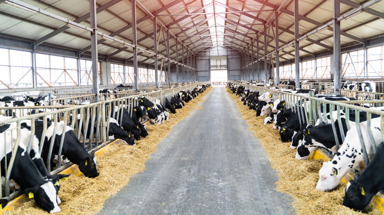 Rendkívüli: megjelent a madárinfluenza a tejelő tehenekben