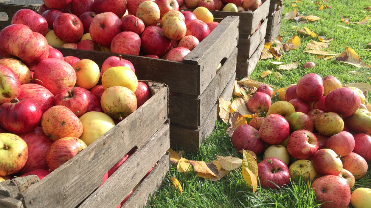 Döbbenetes, ami az lengyel piacokon zajlik: már ennyibe kerül az alma