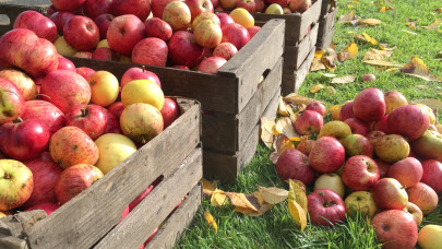 Döbbenetes, ami az lengyel piacokon zajlik: már ennyibe kerül az alma