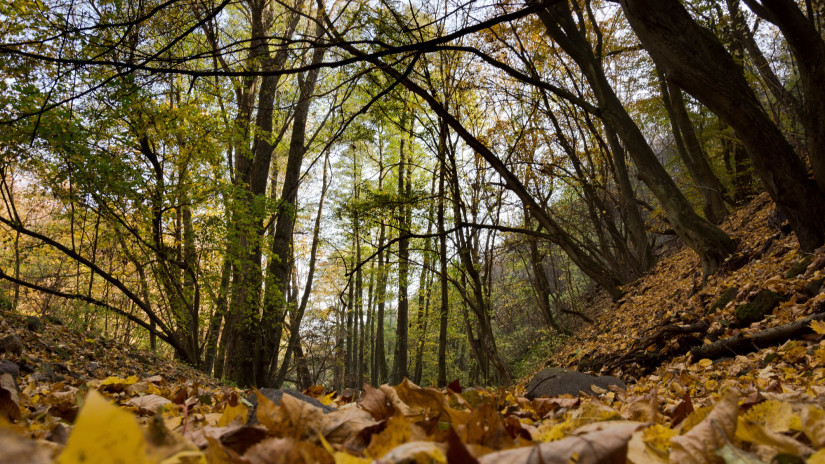 Nagy tervek láttak napvilágot: ez várhat az erdőkre Budapesten