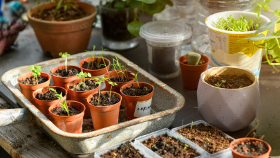 Egyszerű és tényleg működik: így termeszthetsz otthon zöldségeket télen is