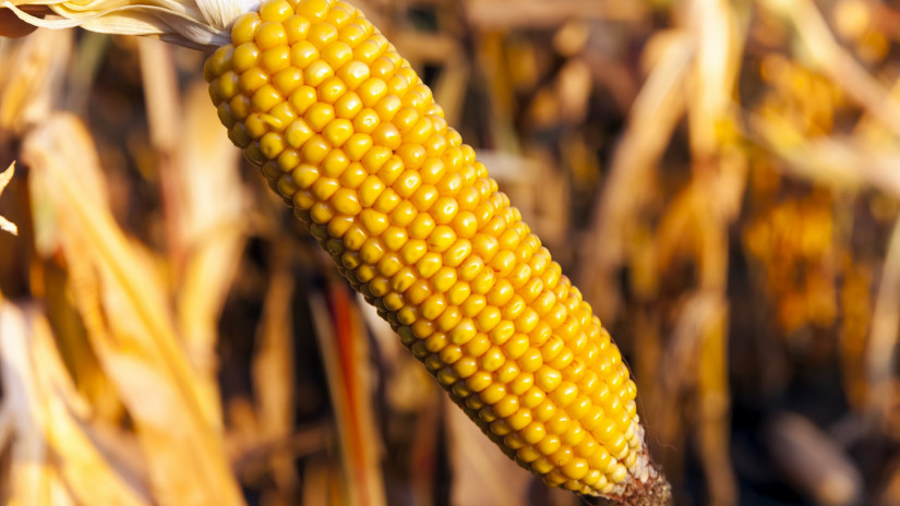 Megdöbbentő dolog derült ki a kukoricáról: ezt sokan nem hitték volna