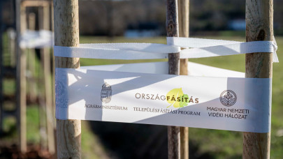 Egyre többen ültetnek ilyen fákat Magyarországon: sokan vágnak bele itthon