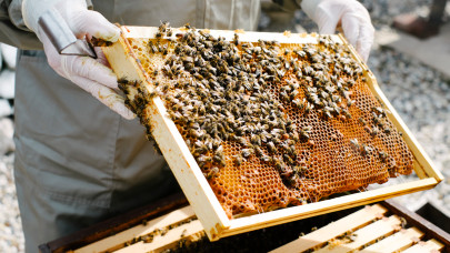 Keserű méz: váratlan fordulat az ukrán importnak adott zöld lámpa