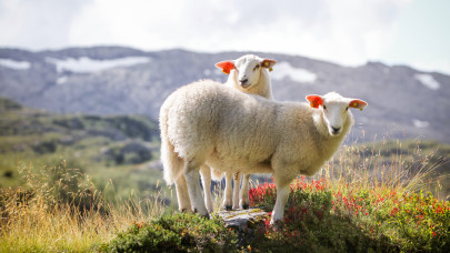 Tarolnak a norvégok ezzel az állattal: rengetegen tenyésztik az országban