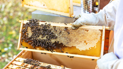 1 milliárdot osztanak szét a magyar méhészek között: erre költhetik a pénzt