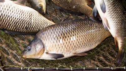 Rengeteg ilyen hal kerül a magyar boltokba naponta: ezt jó, ha mindenki tudja