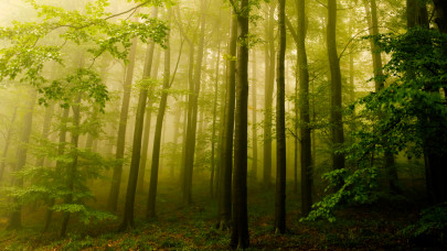 Itt van a nagy terv: ez várhat az erdőkre Magyarországon 2024-ben