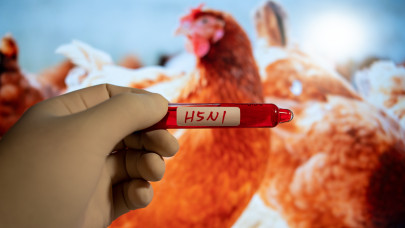Lecsapott a madárinfluenza Franciaországra: így védekeznek ellene a termelők