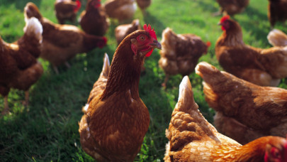 Megdöbbentő dolog derült ki a csirkékről: ezt sokan nem gondolták volna