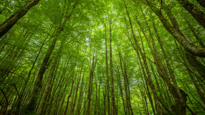 Módosultak az erdőgazdálkodást érintő jogszabályok: erre oda kell figyelni