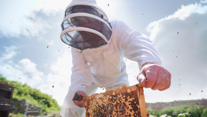 Érik a krízis: sorra adják fel a magyar méhészek