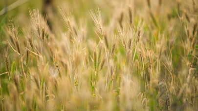 Új gabonafajták lephetik el a földeket: ellenállóbbak lesznek, mint az eddigiek