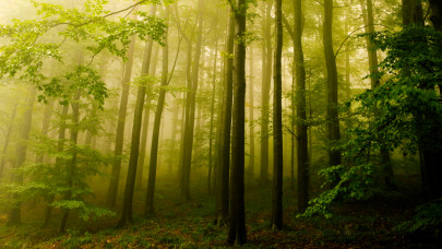 Erősebb együttműködésről tárgyaltak az uniós erdőgazdálkodók