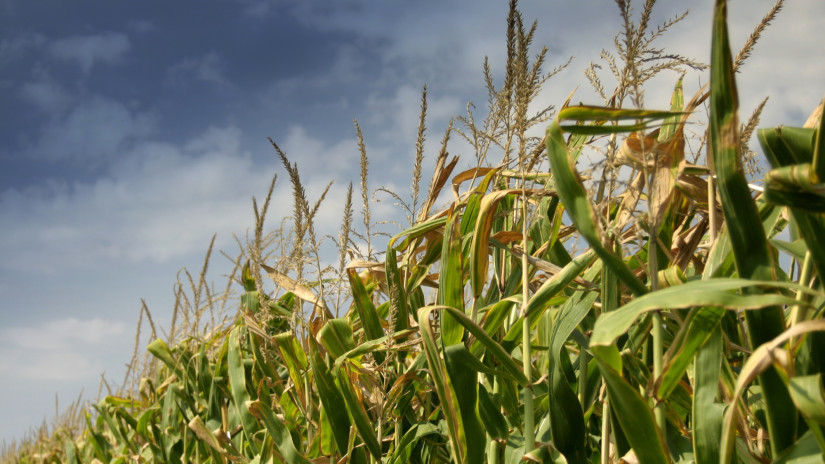 Fontos hírek érkeztek a magyar kukoricáról: ez rengeteg gazdát érint itthon
