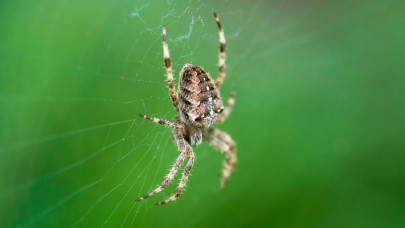 Pókok lepték el a magyar kerteket: sokan nem is tudják, ott vannak mindenhol