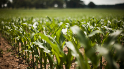 Kukoricatermesztésünk helyzete az elmúlt két szélsőséges évjárat tapasztalatai alapján