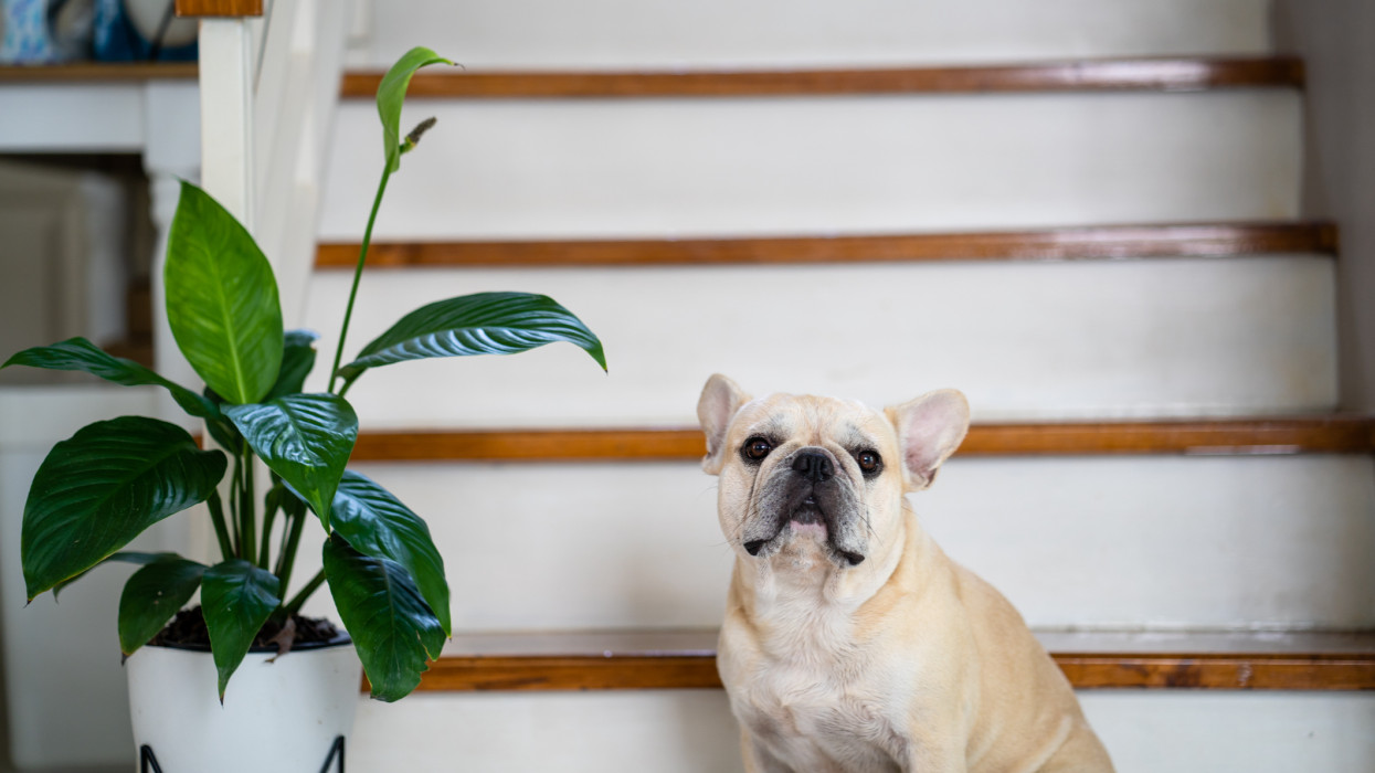 Vigyázz, milyen növényeket tartasz otthon: könnyen a kutyád élete múlhat rajta