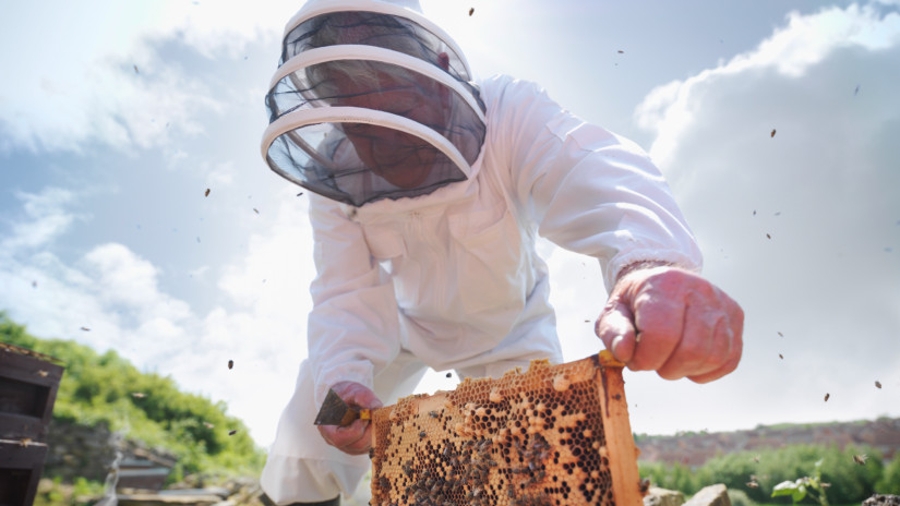 Támogatást kapnak a magyar méhészek: erre költhetik a pénzt