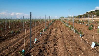 Megváltozhat a magyar szőlőfajták állami elismerése 2024-től