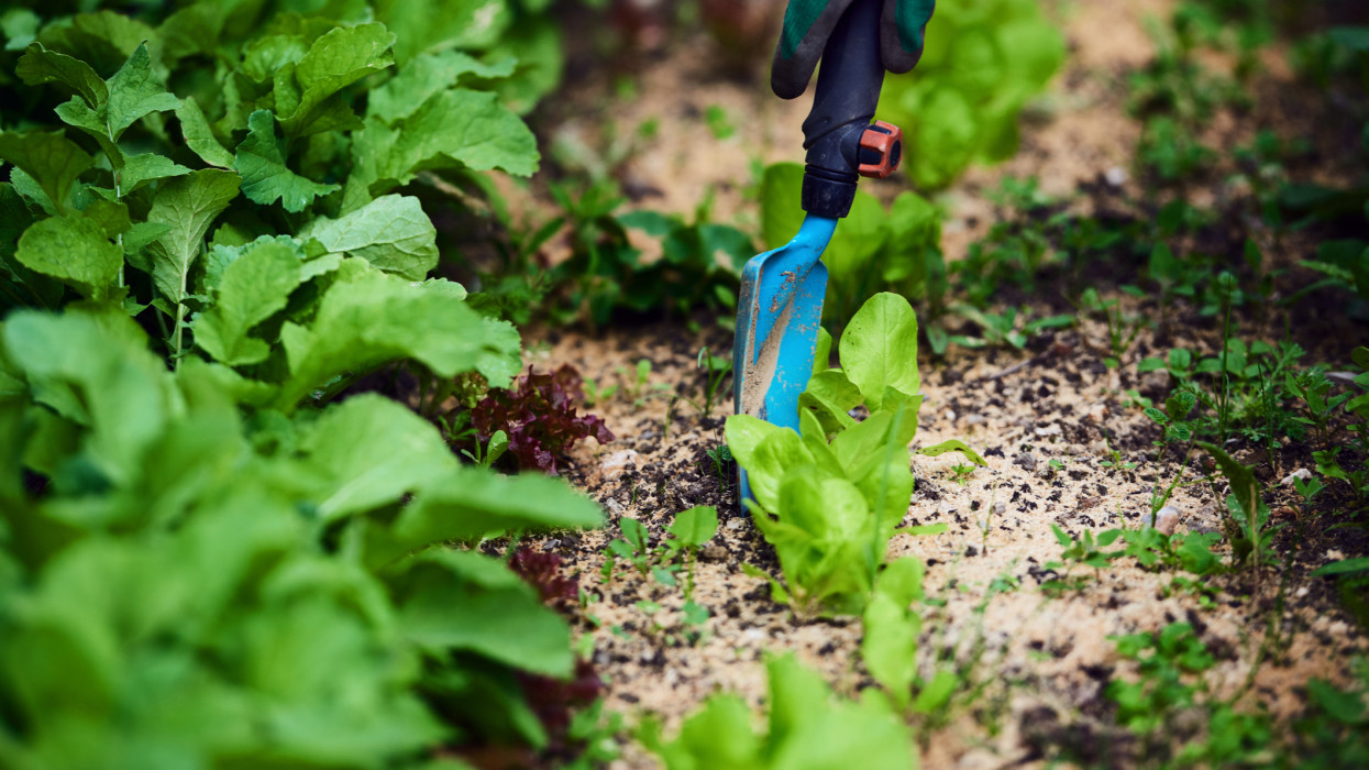 Így termessz zöldséget otthon pillanatok alatt: ehhez még kert sem kell