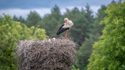 Elképesztő, ami a gólyákkal történik Magyarországon: erről tudnod kell