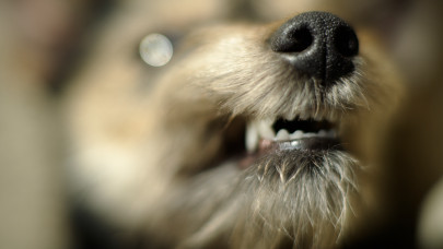 Súlyos figyelmeztetés érkezett: ez minden magyar kutyatulajdonost érint