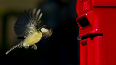 Sok bosszúságot okozhatnak ezek a madarak: itt a legjobb megoldás ellenük