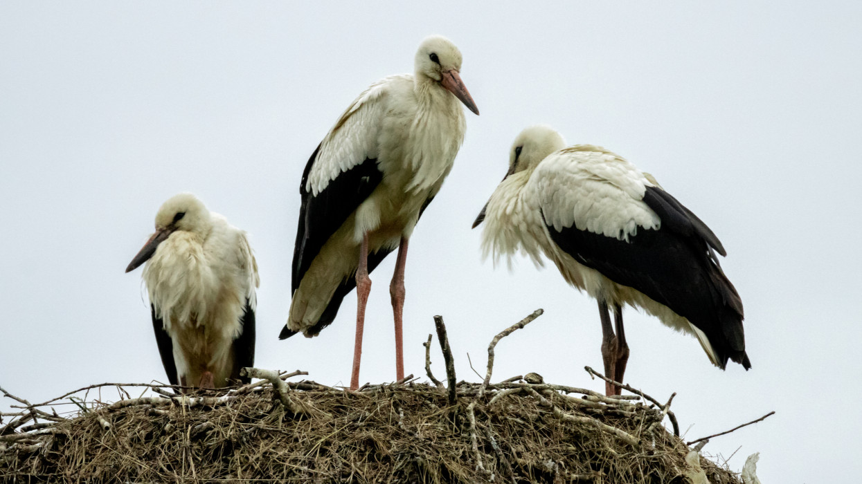 A kutatók is meglepődtek: váratlan dolog derült ki a fehér gólyákról itthon