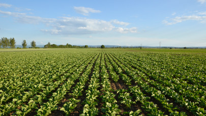Itt a franciák legújabb dobása: ez forradalmasíthatja a zöldségtermesztést