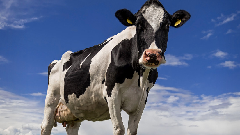 Kétmillió tejelő tehén tűnhet el Európából