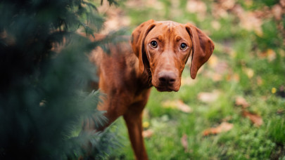 Figyelmeztetés érkezett: ezt minden magyar kutyatulajdonosnak tudnia kell