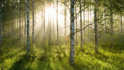 Megváltozhat az erdőgazdálkodás Magyarországon 2024-től